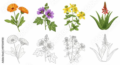 Botanical illustration set of medicinal herbs featuring Calendula, Malva, Hypericum, and Aloe Vera shown in both colored and line art outline versions on a white background.
