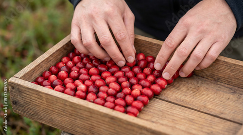Two hands arranging fresh cranberries in wooden crate