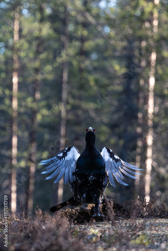 фотографія A male black grouse displays its wings and tail feathers during its mating ritual in a forest clearing