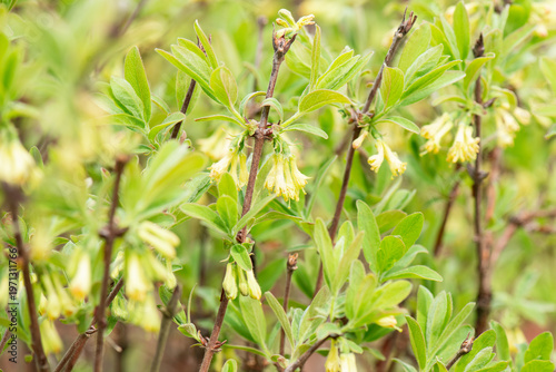 Honeysuckle bush with yellow flowers and young green leaves. Growing plants in a country house garden.