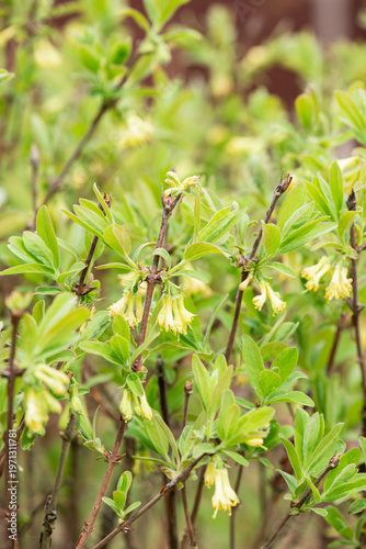 Honeysuckle blooming with yellow flowers and young green leaves, close-up.