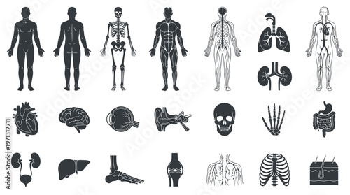 Human Anatomy Systems and Organs Medical Black White Glyph Icons Set