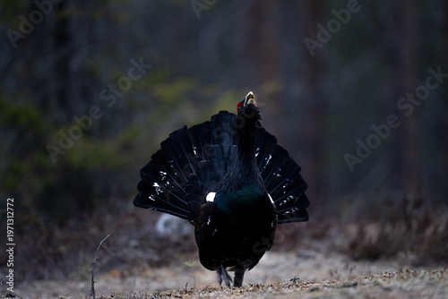 Schilderij op canvas A male capercaillie displays its tail feathers and calls out during its mating ritual in a forest