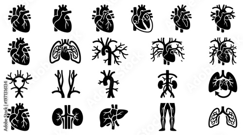 Medical Anatomy Human Internal Organs Glyph Icons - Heart, Lungs, Liver, Kidneys, Vascular