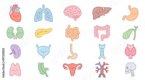 Medical Flat Design Cute Human Internal Organs Vector Collection for Healthcare Education