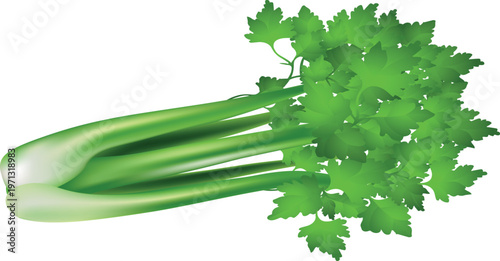 green cucumber on white background