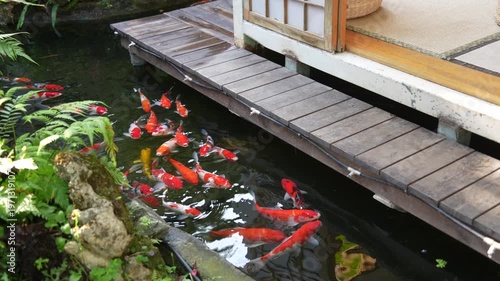 Koi carps swimming in the garden pond