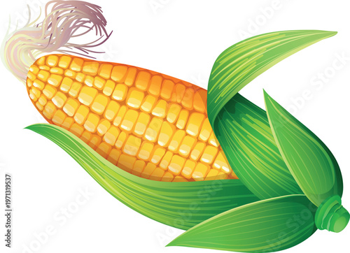 corn on a white background