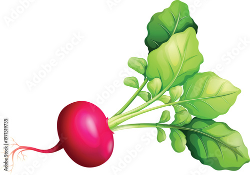 radish isolated on white background