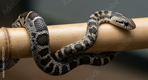 Snake coiled around a bamboo stick in nature.