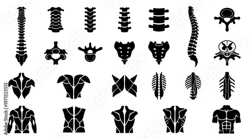 Medical Anatomy Spine Vertebrae Torso Human Body Silhouette Glyph Icons