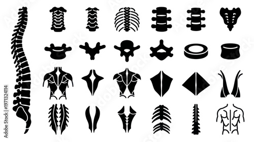 Medical Human Spine Anatomy Glyph Icons Set - Vertebrae, Discs, and Back Muscles