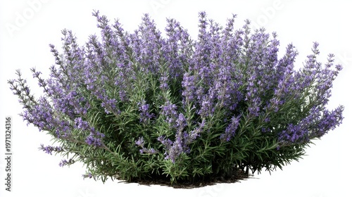 A stunning image of rosemary, (Salvia rosmarinus, Rosmarinus officinalis) plant set frontal bush herbaceous perennial plant isolated png on a white background perfectly cutout.