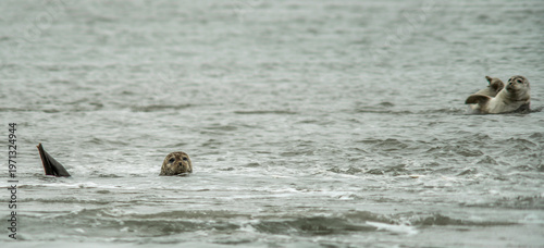 Phoques et veaux marins sur la baie de l'Authie à Berck, Pas-de-Calais, France