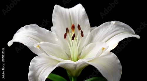White Lily Blooming in Dramatic Light on Black Background Macro Footage