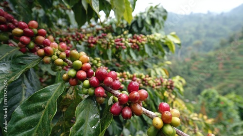 Coffee beans ripening in a picturesque lush highland coffee plantation.