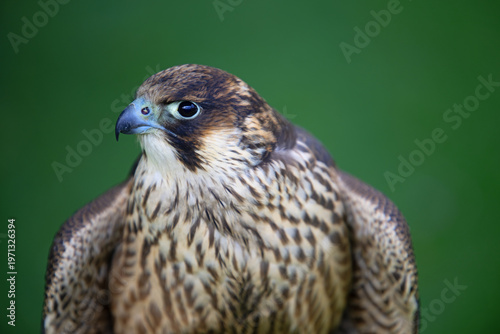 Portrait of a Peregrine Falcon.