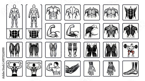 Detailed Human Muscular System Anatomy Black and White Line Art Vector Icons for Fitness