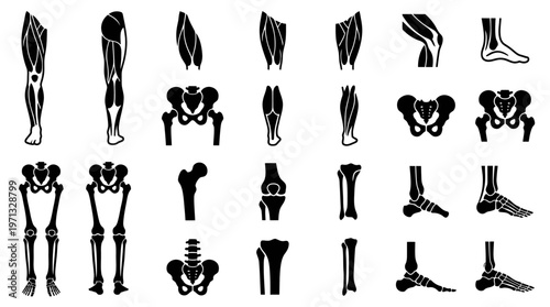 Human Anatomy Bones Muscles Glyph Icons Set - Medical Skeletal and Muscular System