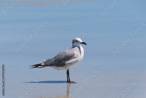 Seagull on the beach in Atlantic coast of North Florida