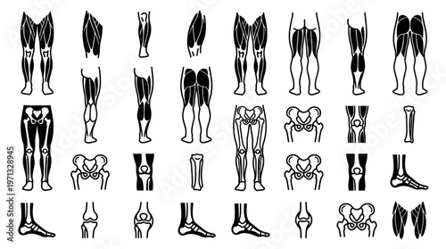 Medical Human Leg Anatomy Muscles Bones Joints Black White Line Art Glyph Vector Set