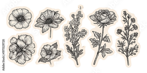 Colección de ilustraciones botánicas detalladas de flores y plantas, dibujadas a mano en estilo vintage monocromático.