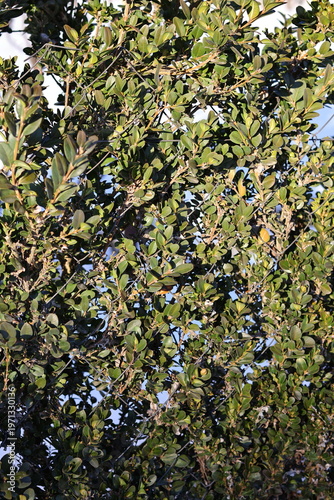 green leaves background