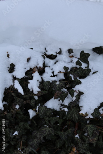 snow covered ivy