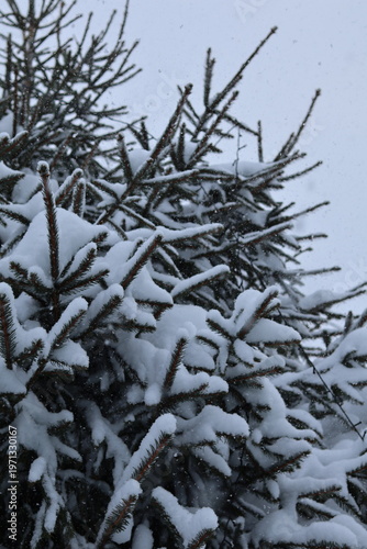 snow covered branches