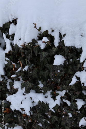 snow covered ivy