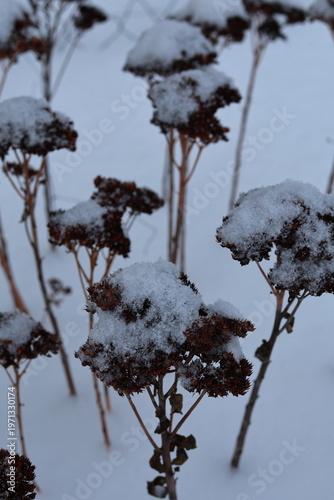 snow covered plant