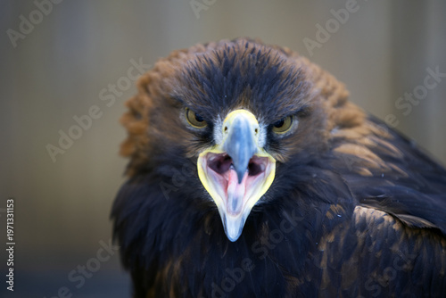 Portrait of a Golden Eagle, with its beak wide open.