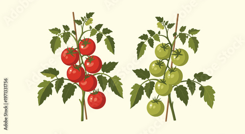 Comparison illustration of two tomato plants one with ripe red tomatoes and the other with unripe green tomatoes on the vine.