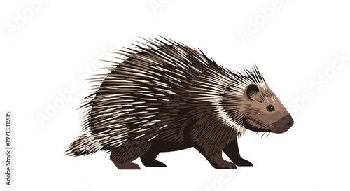 Detailed vector illustration of a porcupine showing its sharp quills and characteristic features on a clean white background.