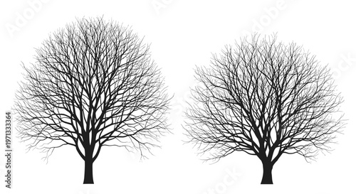 Two detailed black silhouettes of large deciduous trees without leaves, showing intricate branch structures against a plain white background.