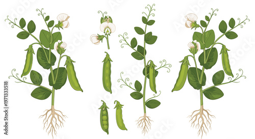 Educational illustration showing the growth stages of a pea plant including the roots, leaves, flowers, and pea pods.