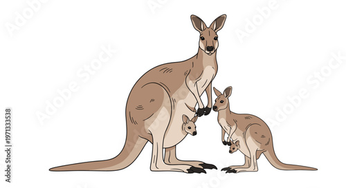 Charming illustration of a kangaroo family including a mother with a joey in her pouch and a separate smaller offspring.