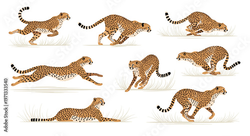 Collection of cheetah illustrations in various stages of movement, including sprinting, jumping, resting, and sitting on a white background.
