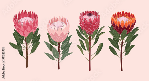 Elegant botanical illustration of four distinct protea flower varieties in shades of pink, red, and orange with green leaves.