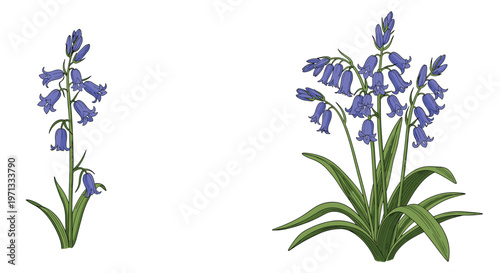 Beautiful botanical illustration of bluebell flowers featuring delicate bell-shaped blue blooms and slender green leaves.