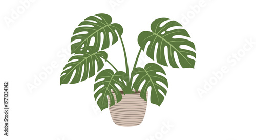 Illustration of a monstera deliciosa plant with large green split leaves growing in a ceramic pot on a white background.