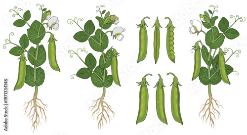 Detailed botanical illustration of pea plants showing roots, leaves, flowers, and various pea pods in different stages.