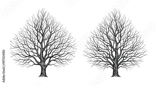 Highly detailed black and white sketches of two majestic leafless trees showing intricate branch structures in winter.