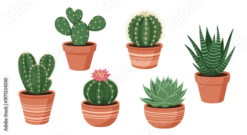Diverse collection of green succulent plants and various cacti species arranged in terracotta pots for indoor home garden decoration.