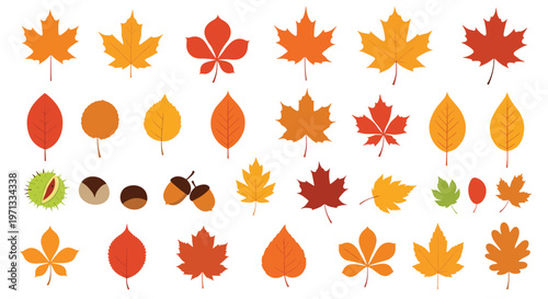 Autumnal collection of various colorful fallen leaves from different tree species along with brown acorns and prickly chestnuts in shells.