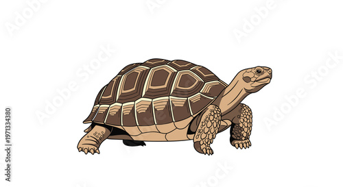 Detailed illustration of a large land tortoise walking slowly with a thick patterned shell on a white background.