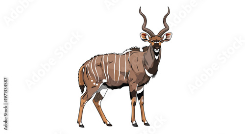 Majestic Greater Kudu antelope with impressive spiral horns standing in a side profile view against a simple white background.