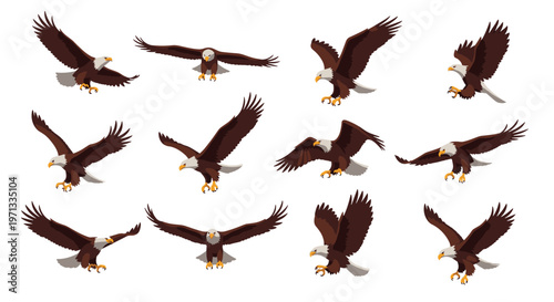 Bald eagle flight poses collection showing the majestic bird of prey in various soaring and landing actions from multiple angles.