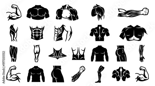 Fitness Human Body Muscles Anatomy Vector Icons Set - Stylized Silhouette Physique