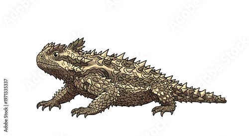 Detailed vector illustration of a thorny devil or horned lizard showing its spiky texture and defensive posture on a plain white background.